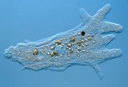 protist cell microscope